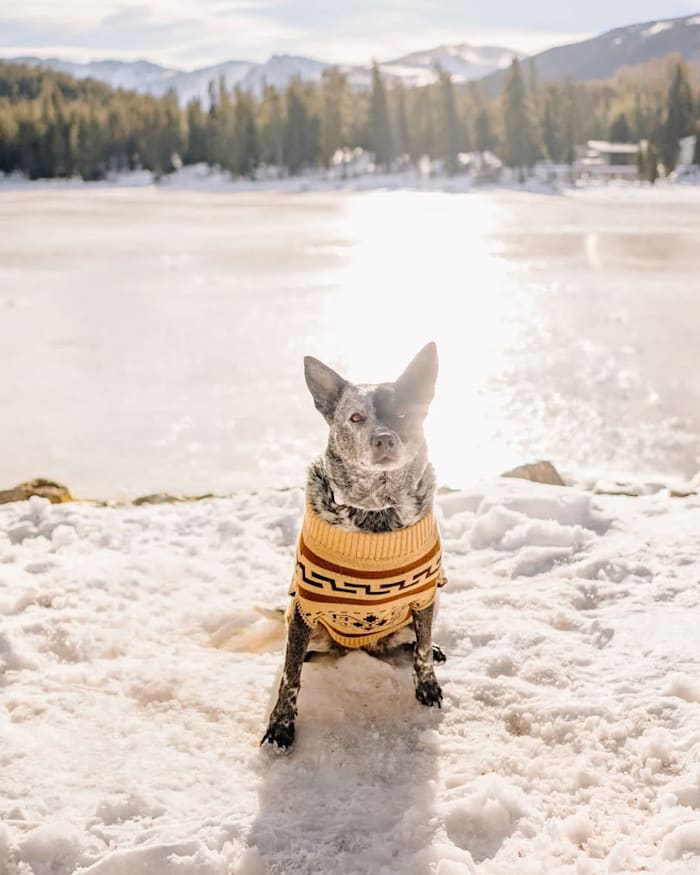 WESTERLEY PET SWEATER